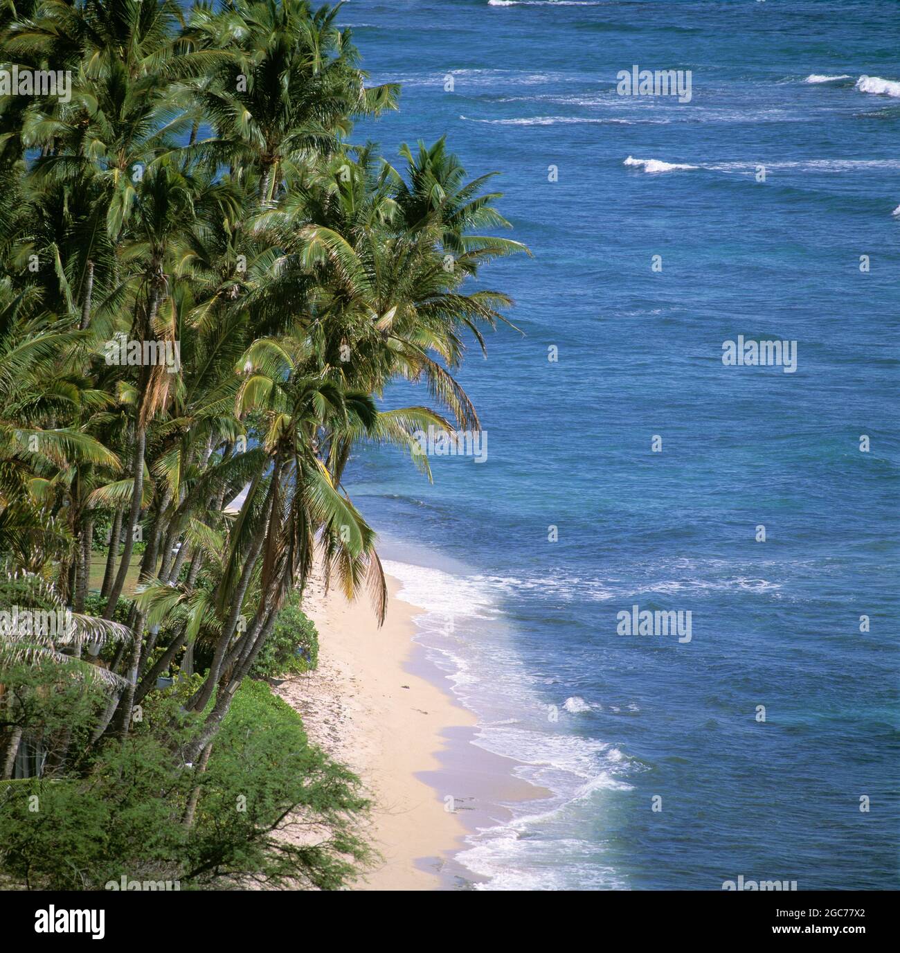 Hawaii. Oahu. Tropischer Strand. Stockfoto