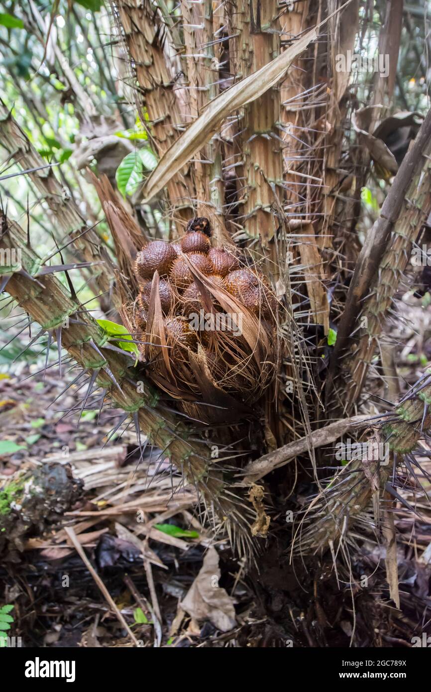 Eine Gruppe von Salakfrüchten (Schlangenfrucht) . Bali, Indonesien. Stockfoto