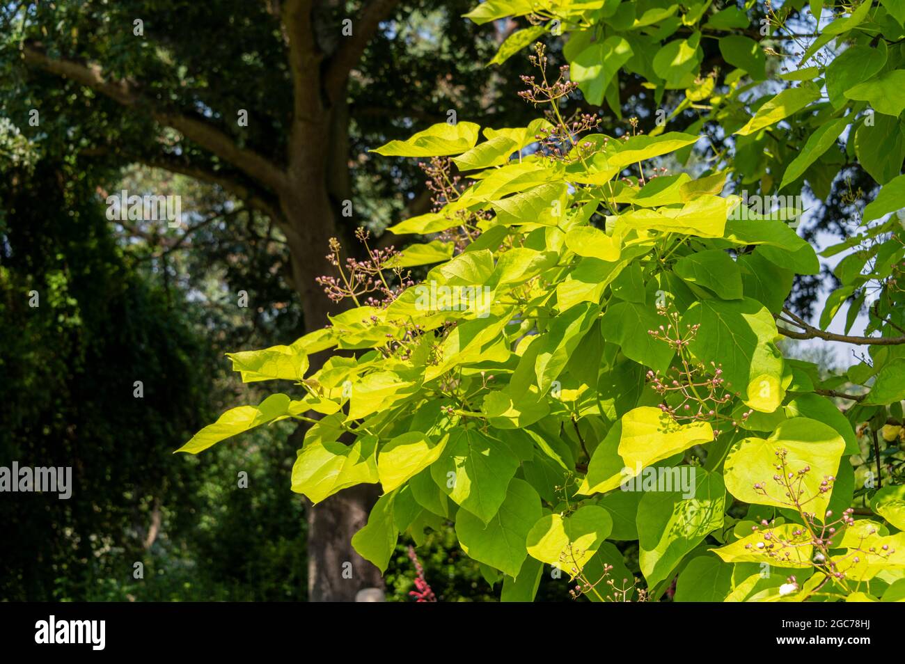 Goldene indische Bohnenbäume, Catalpa bignonioides Aurea, indische Bohnenbäume Aurea, Bignoniaceae Stockfoto