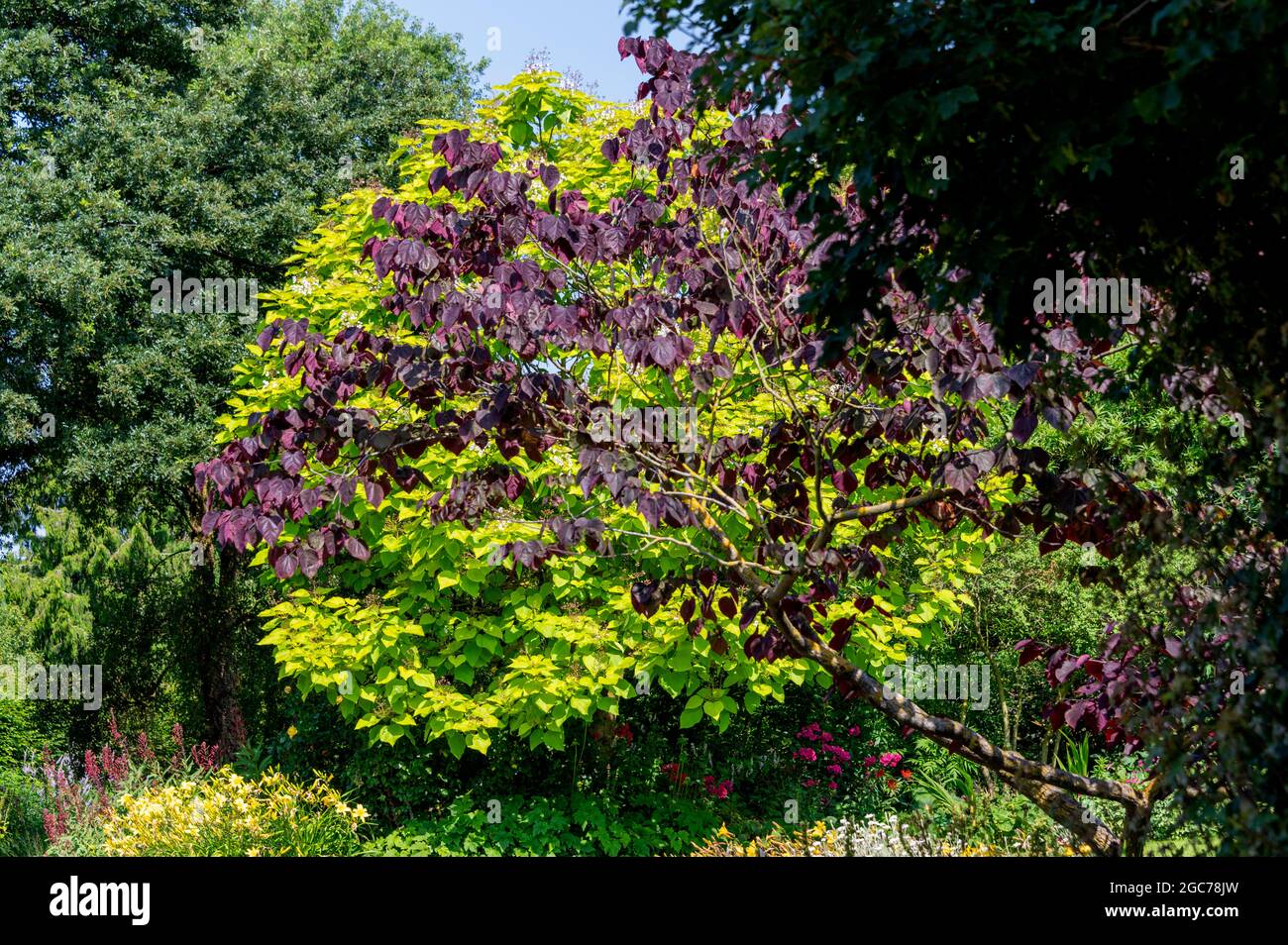 Goldene indische Bohnenbäume, Catalpa bignonioides Aurea, indische Bohnenbäume Aurea, Bignoniaceae, Cercis Forest Pansy Stockfoto