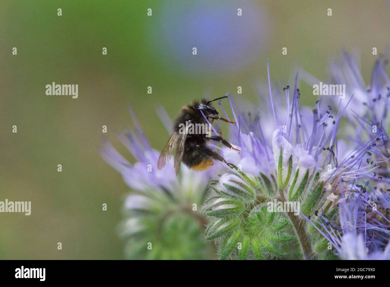 Eine niedliche Hummel auf einer Fliederblume sammelt Nektar. Makroaufnahmen von Insekten, selektiver Fokus, unscharfer Hintergrund, horizontale Ausrichtung. Stockfoto