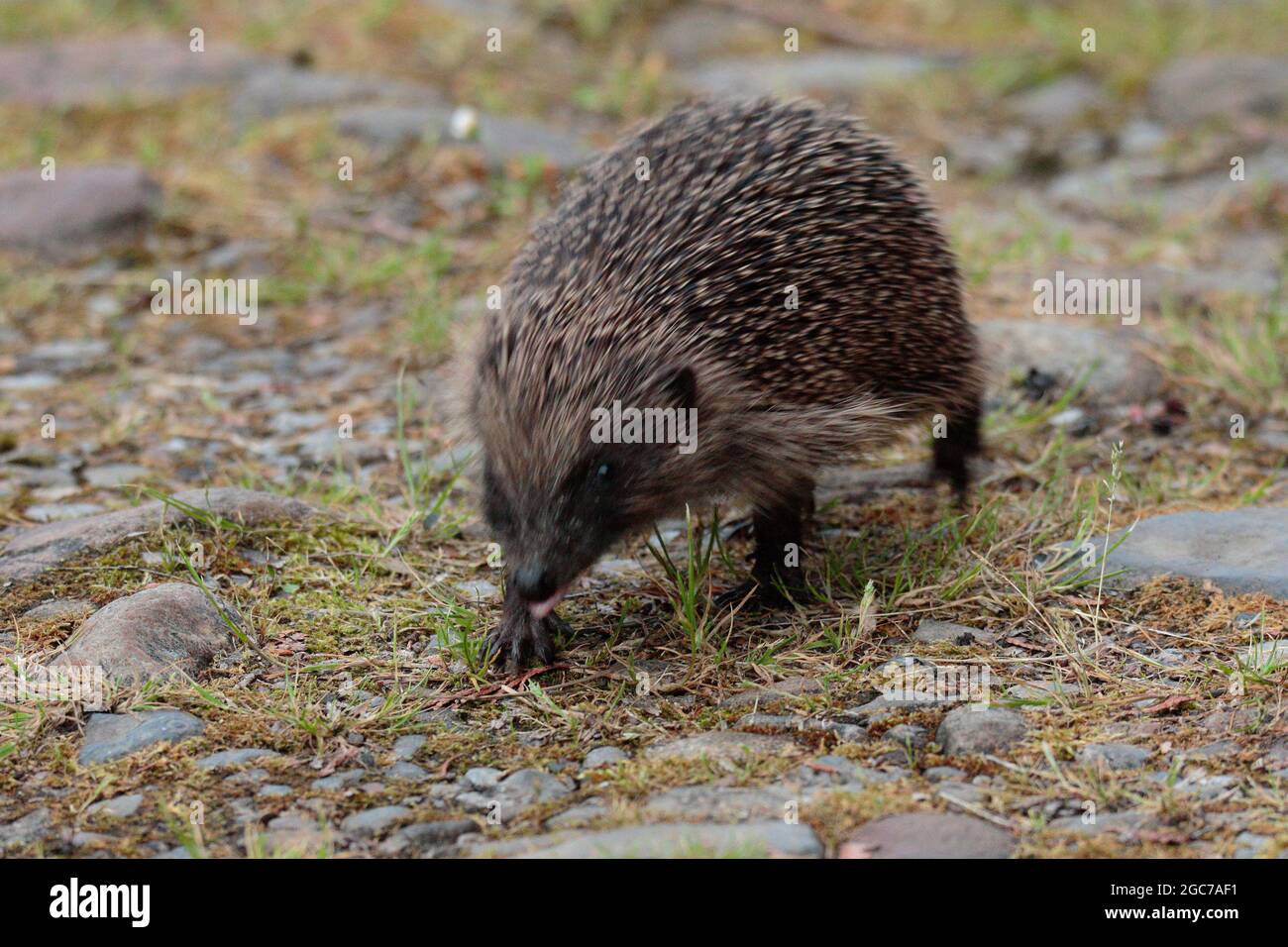 Igel Stockfoto