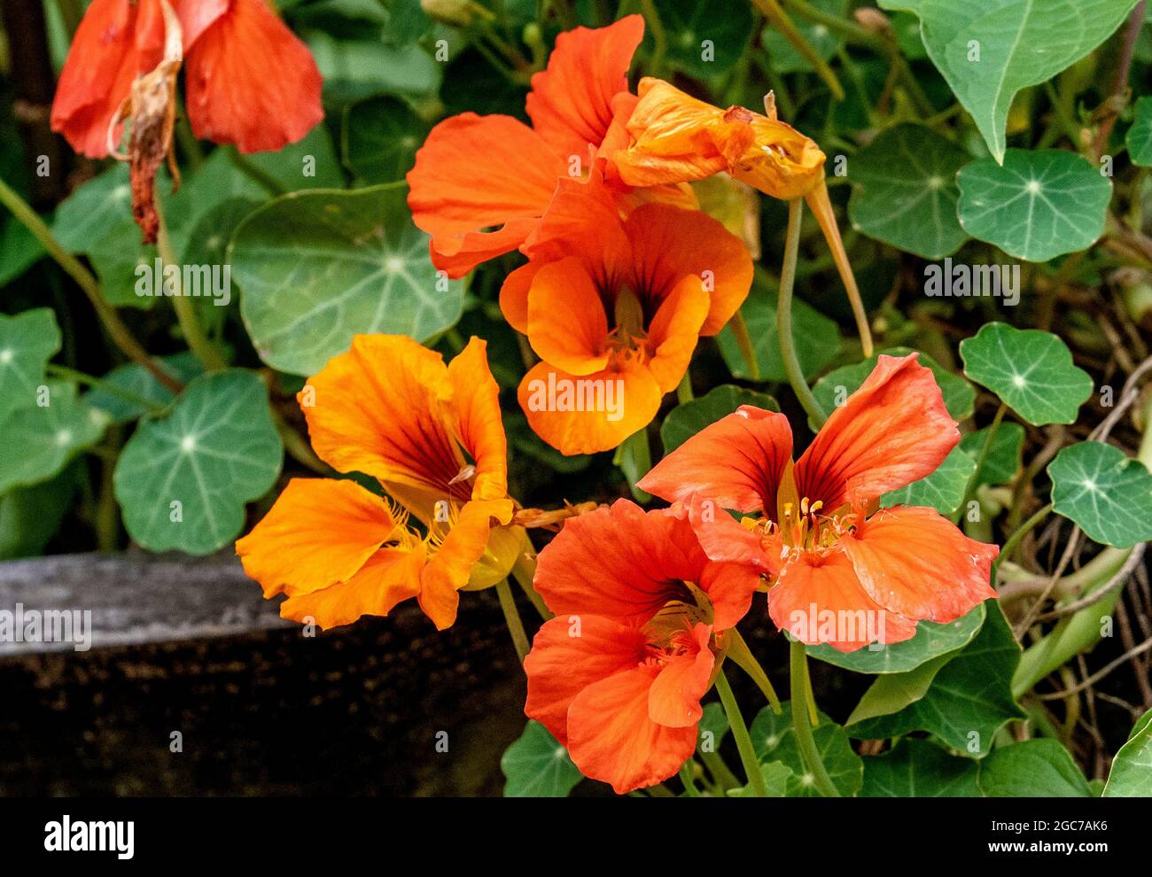 Eine Fülle von Orange Nasturtiums Stockfoto