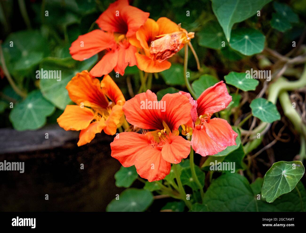 Eine Fülle von Orange Nasturtiums Stockfoto