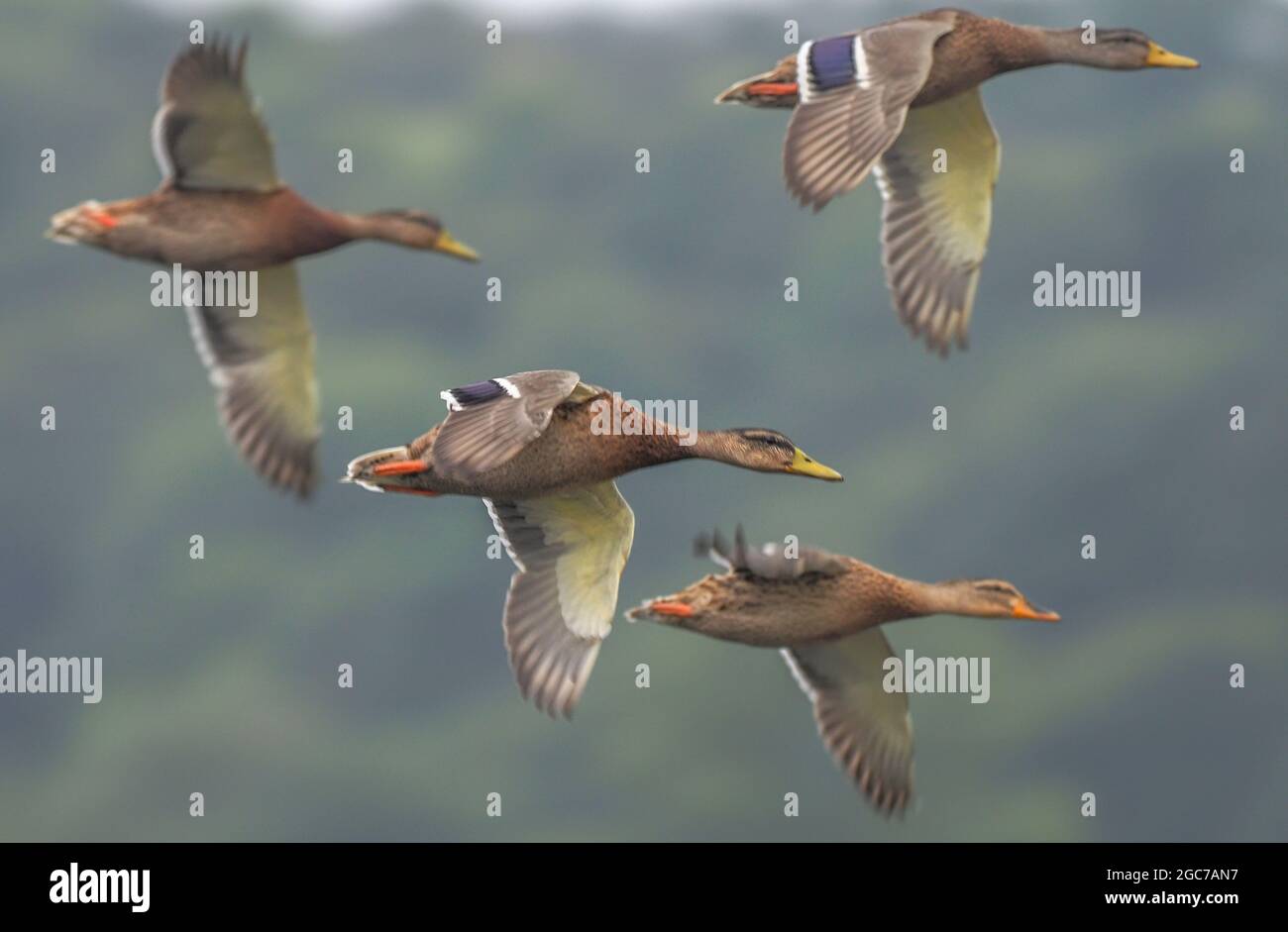 Mallard-Enten im Flug, Welsh Wildlife Centre, Cilgerran, Wales Stockfoto