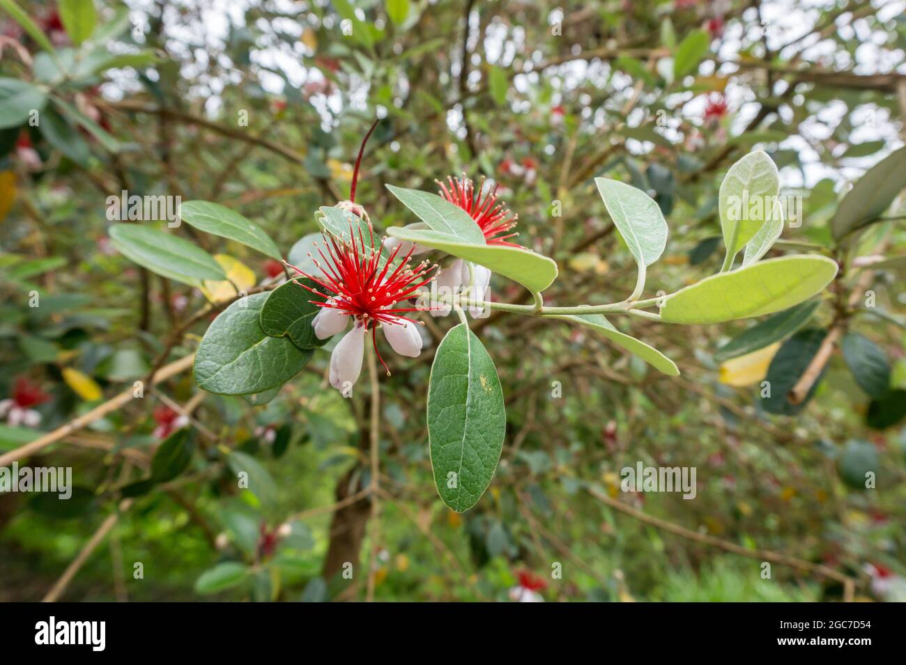 ACCA sellowiana oder Ananas-Guava-Baum mit weißen roten exotischen Fruchtblumen aus der Nähe Stockfoto