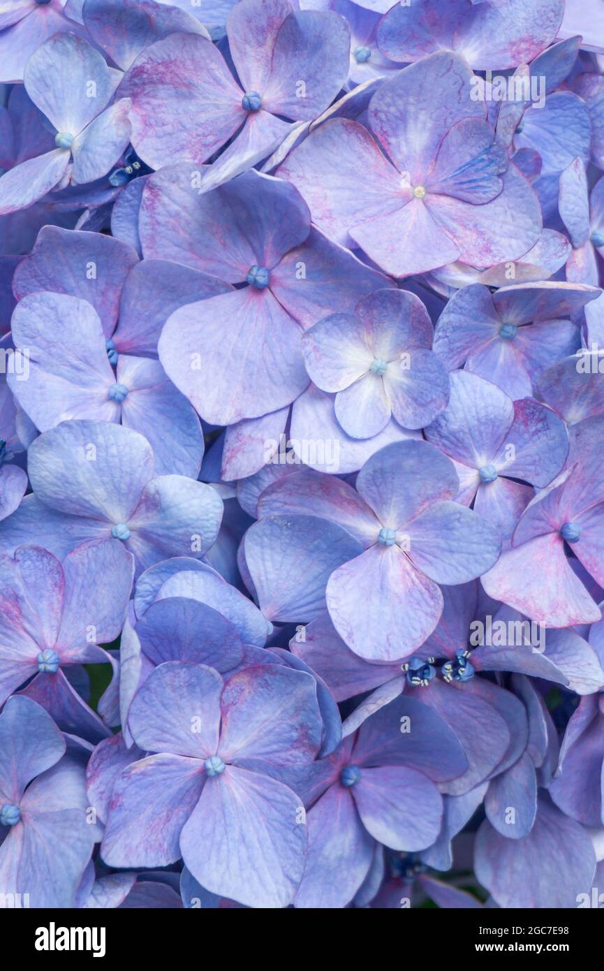 Nahaufnahme der violett-blauen Hortensia-Hortensia-Blume. Schöne florale Hintergrund Stockfoto