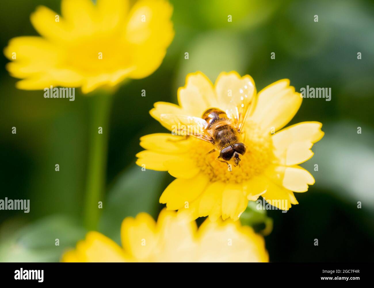 Honey Bee, thront auf einer Blume und sammelt Nektar und Pollen, Sommer 2021 auf dem Land in Großbritannien Stockfoto