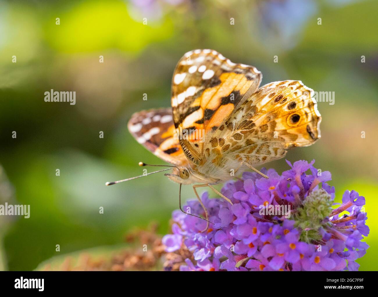 vanessa cardui, gemalte Dame Schmetterling, thront in einem britischen Garten, Sommer 2021 Stockfoto