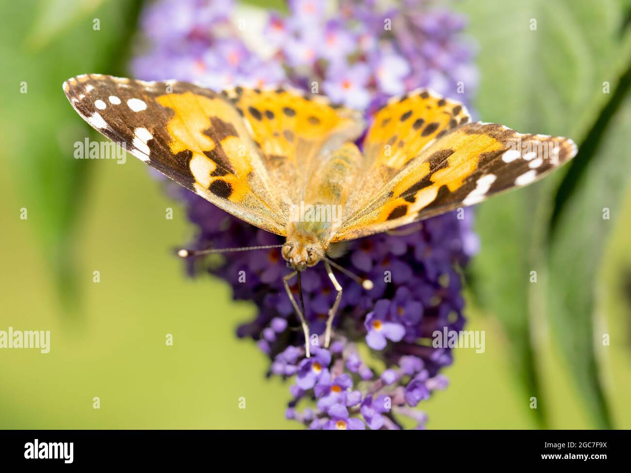 vanessa cardui, gemalte Dame Schmetterling, thront in einem britischen Garten, Sommer 2021 Stockfoto