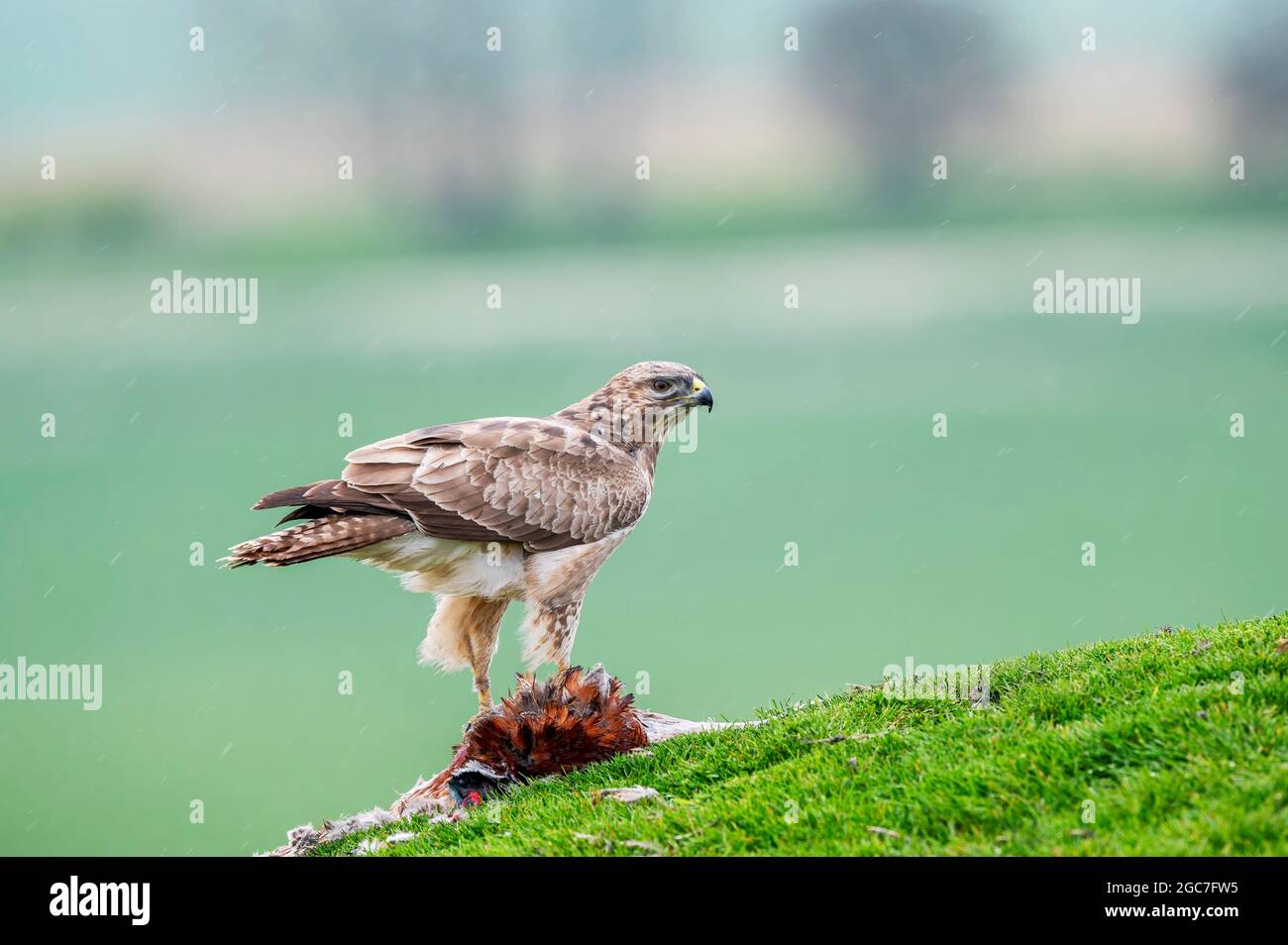 Bussard, Buteo Buteo, Marlborough Downs, Wiltshire Stockfoto