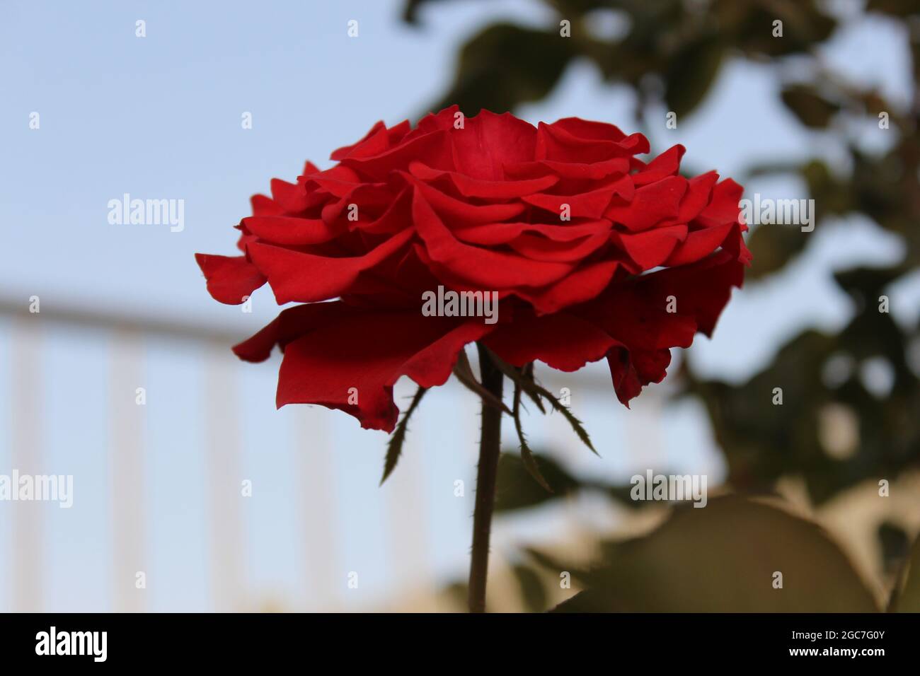 Makrofotografie mit roten Blüten Stockfoto