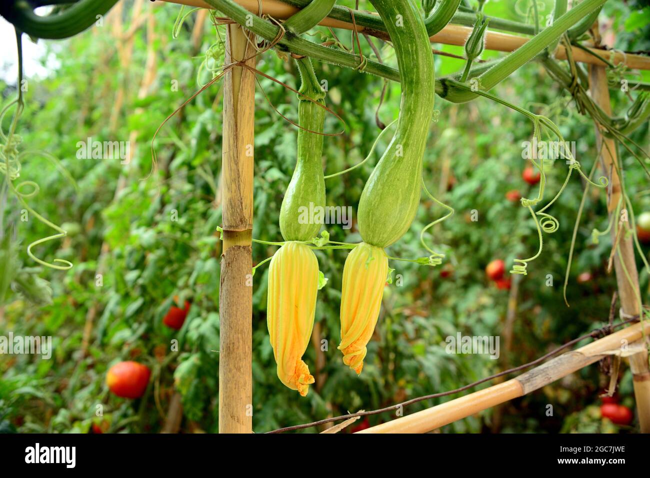 Courghette, eine Pflanze aus der Familie der Cucurbitaceae, deren Früchte unreif verwendet werden. Es ist eine jährliche Pflanze mit einem flexiblen, kriechenden oder Klettern Stockfoto