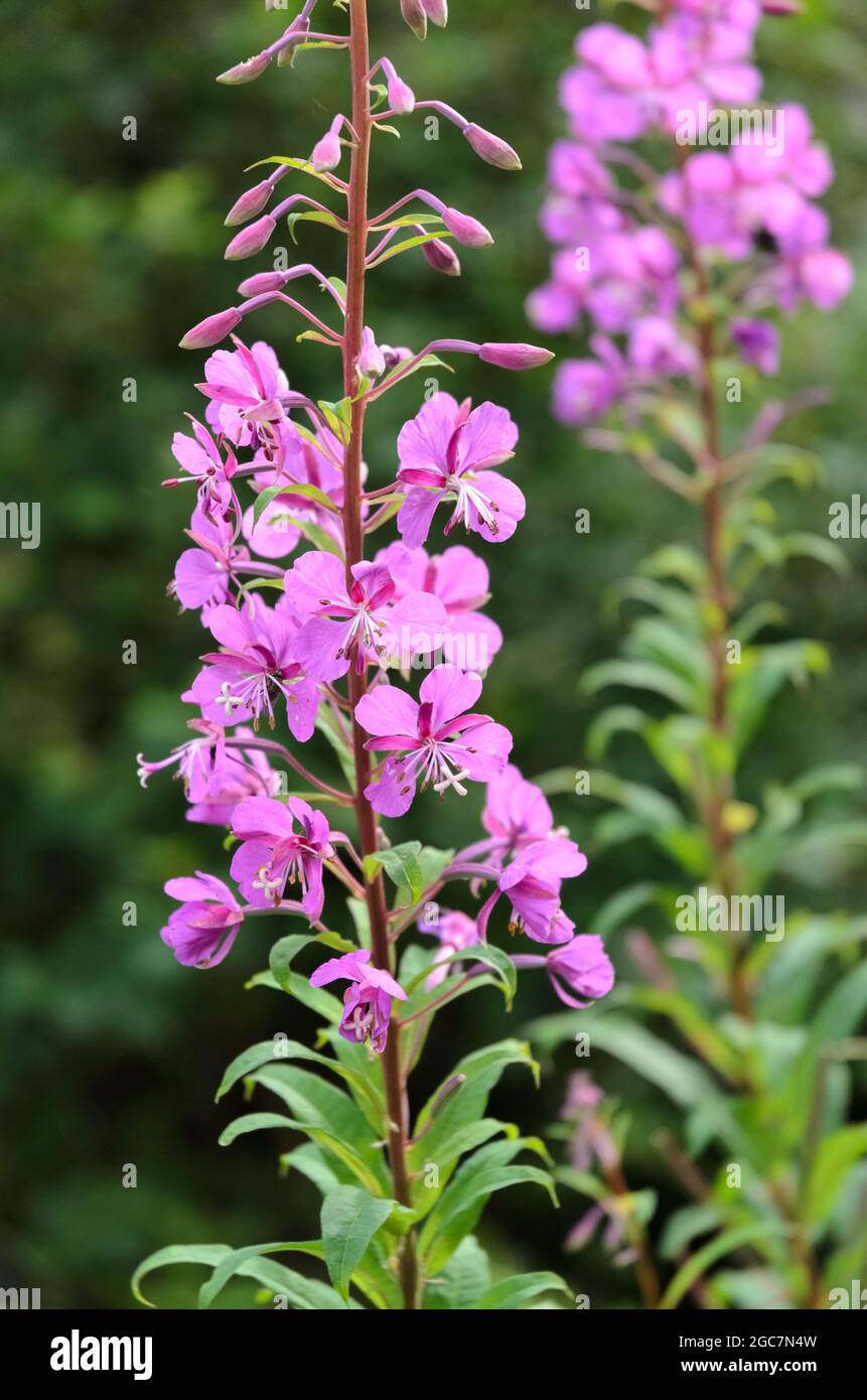 Chamaenerion angustifolium, bekannt als Feuerkraut, Weidenröschen oder Rosenkochweidenkraut in Deutschland, Europa Stockfoto