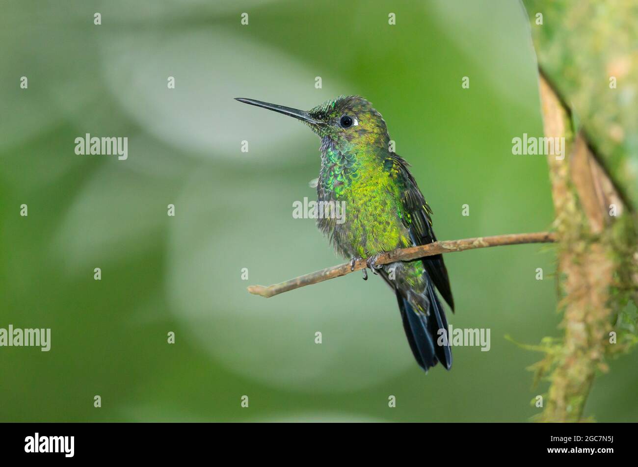 Grün-gekrönter junger Mann (Heliodoxa jacula) Stockfoto