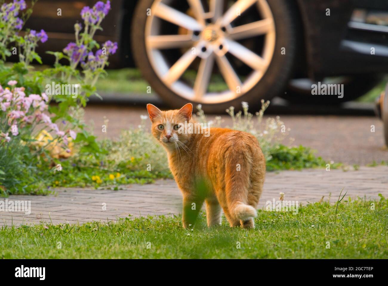 Rote Katze, die auf grünem Gras unter einem Auto auf einem Hintergrund mit Blumen läuft Stockfoto