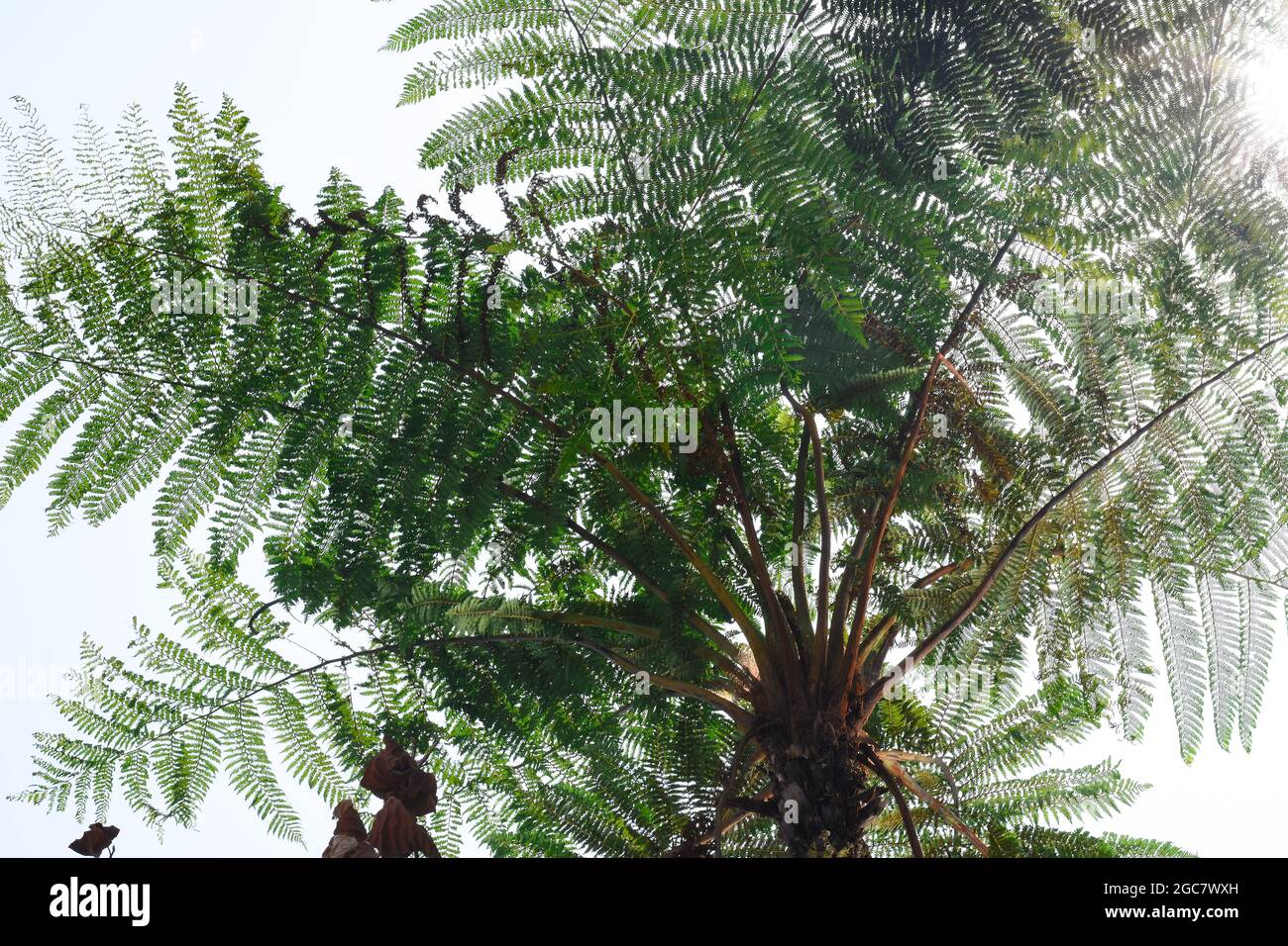 Dicksonia sellowiana. Ein großer, robuster Baumfarn mit einem dicken Stamm, der von einer dichten Schicht dunkelbrauner, drahtiger Wurzeln bedeckt ist, die eine Höhe von ebenso viel erreicht Stockfoto