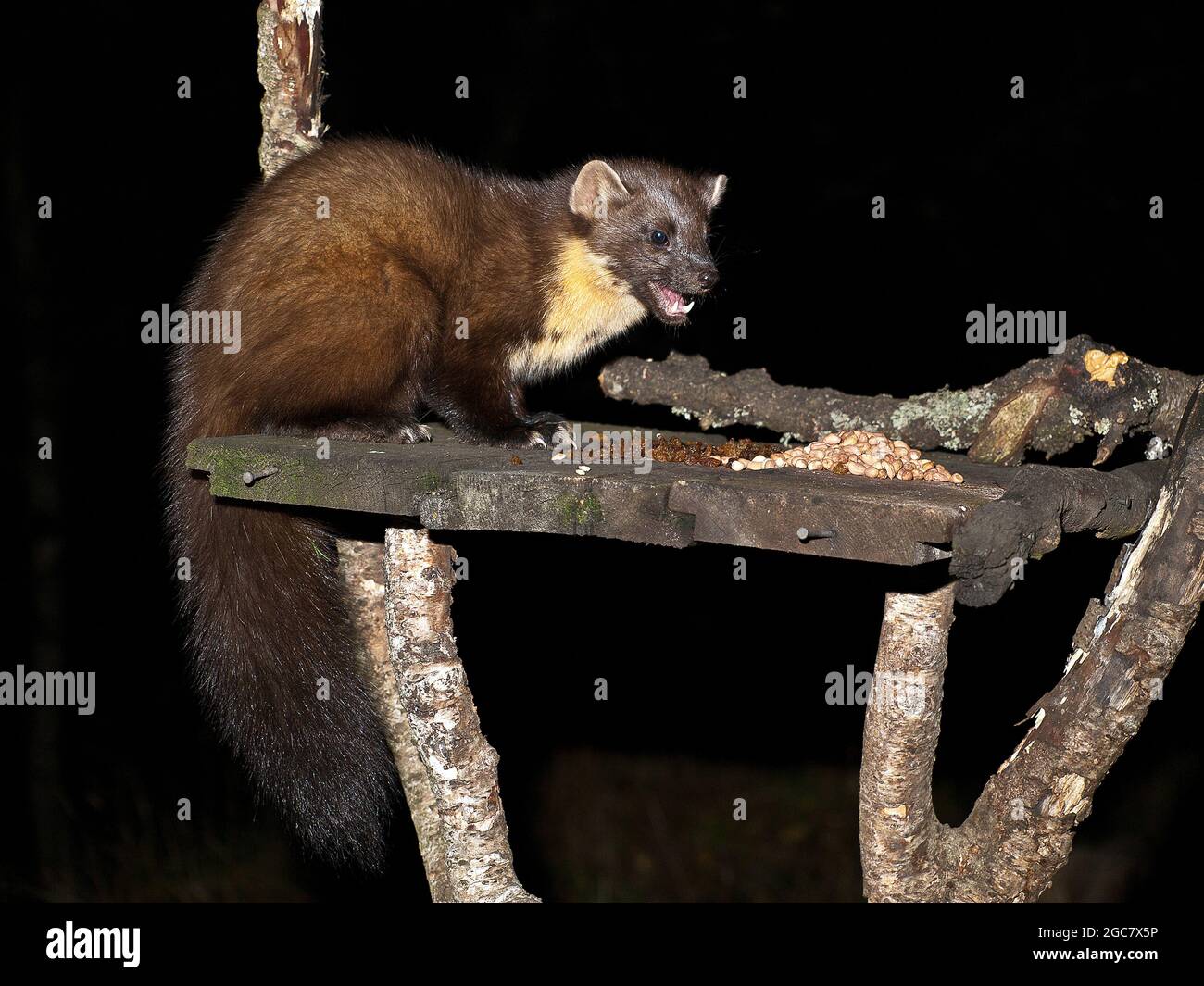 Europäischen Baummarder (Martes Martes) Stockfoto