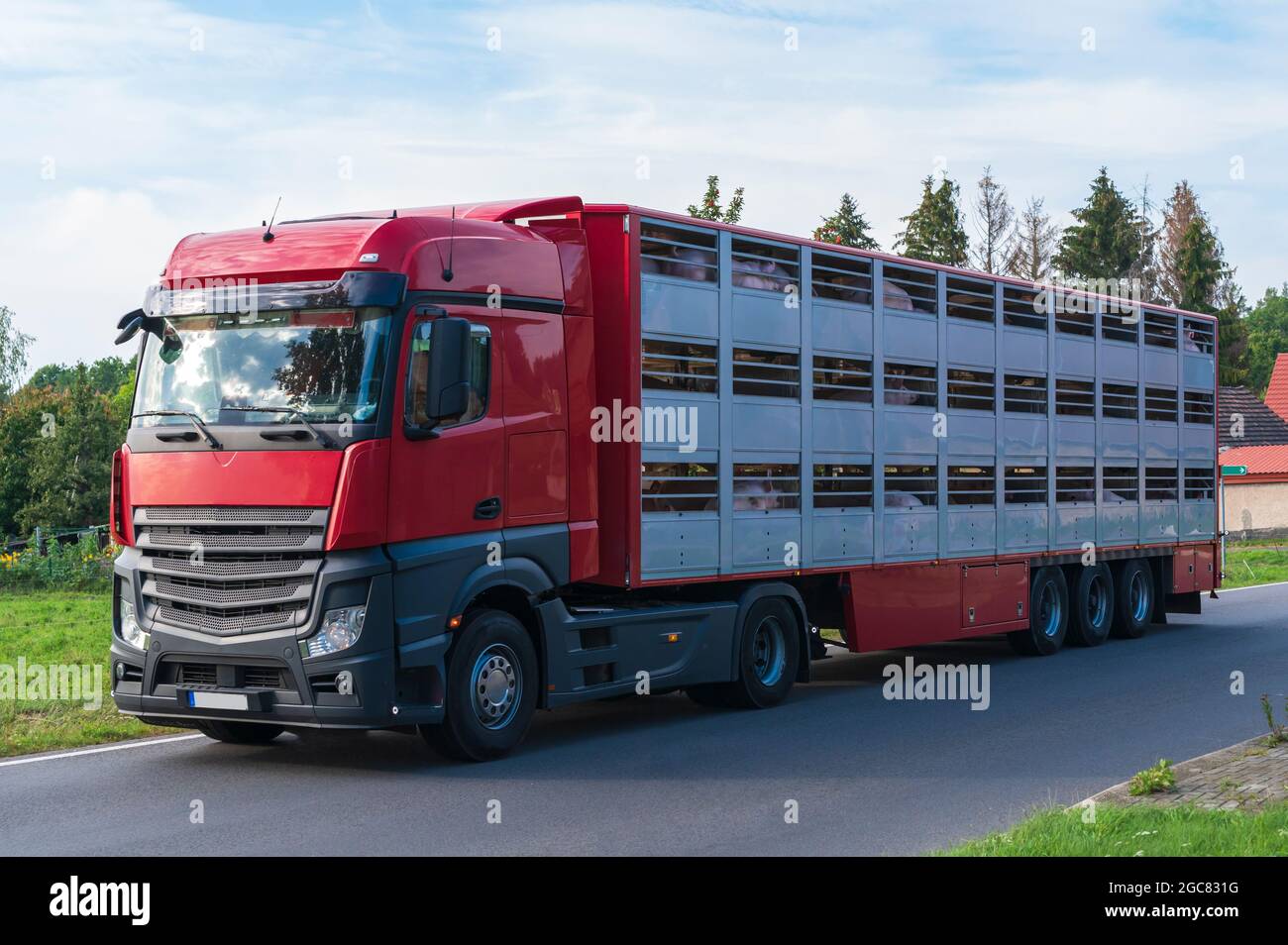 Ein Viehtransporter auf dem Weg zum Schlachthof Stockfoto