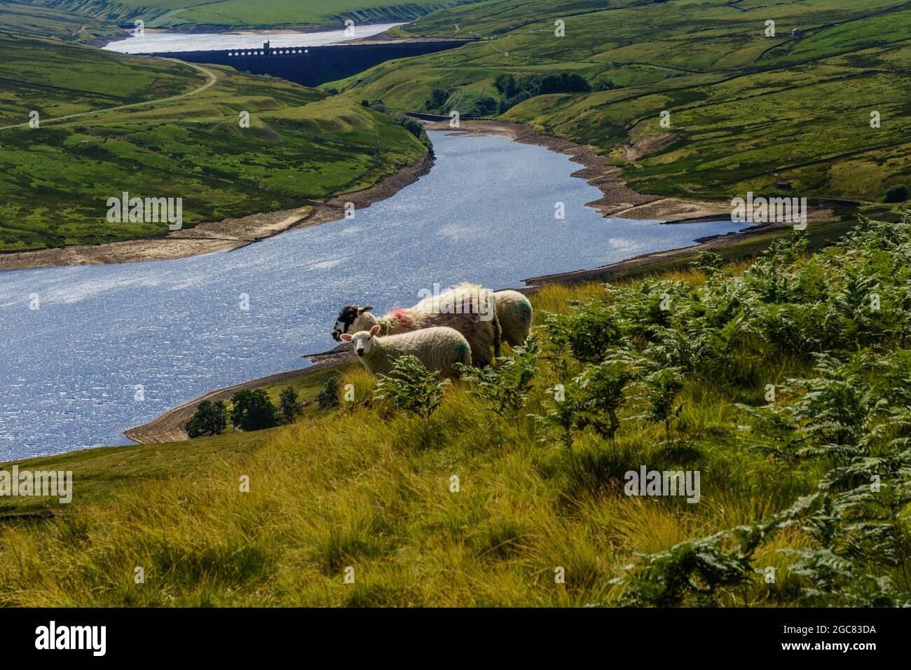 Eine entfernte Ansicht zeigt Scar House und Anagram Reservoir, während Schafe auf einem Hügel grasen sehen können, Upper Nidderdale, North Yorkshire, England, Großbritannien. Stockfoto