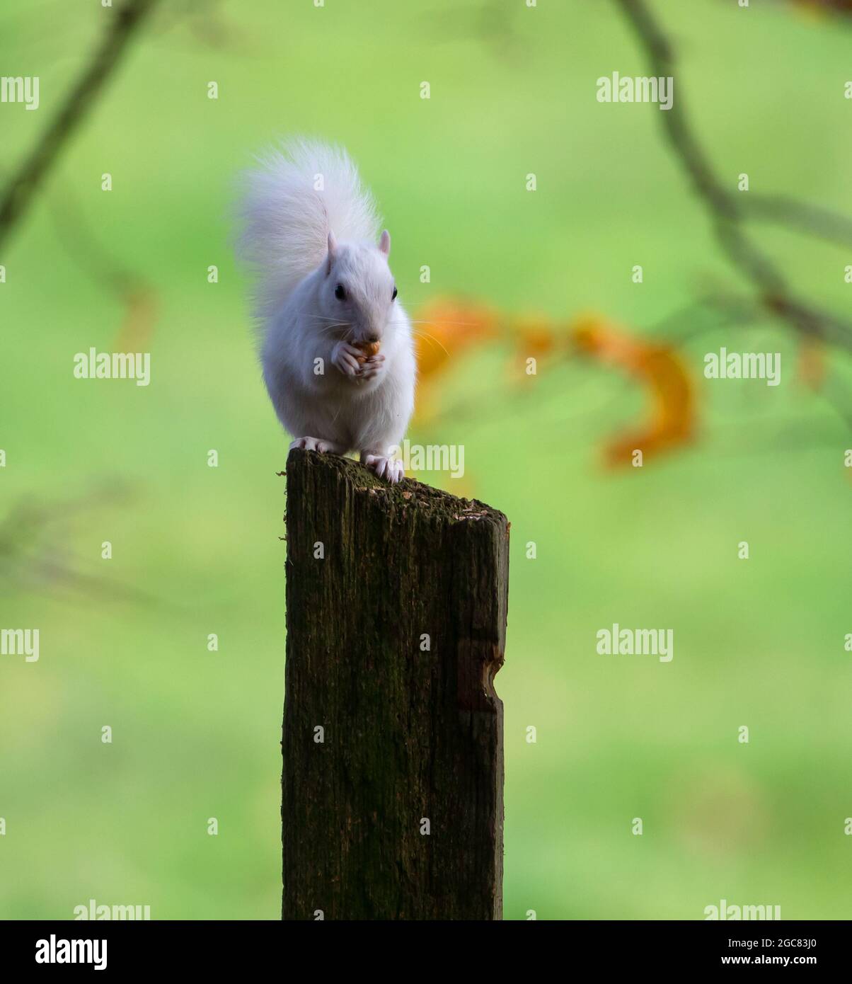 Ein weißes Eichhörnchen auf einem Pfosten Stockfoto