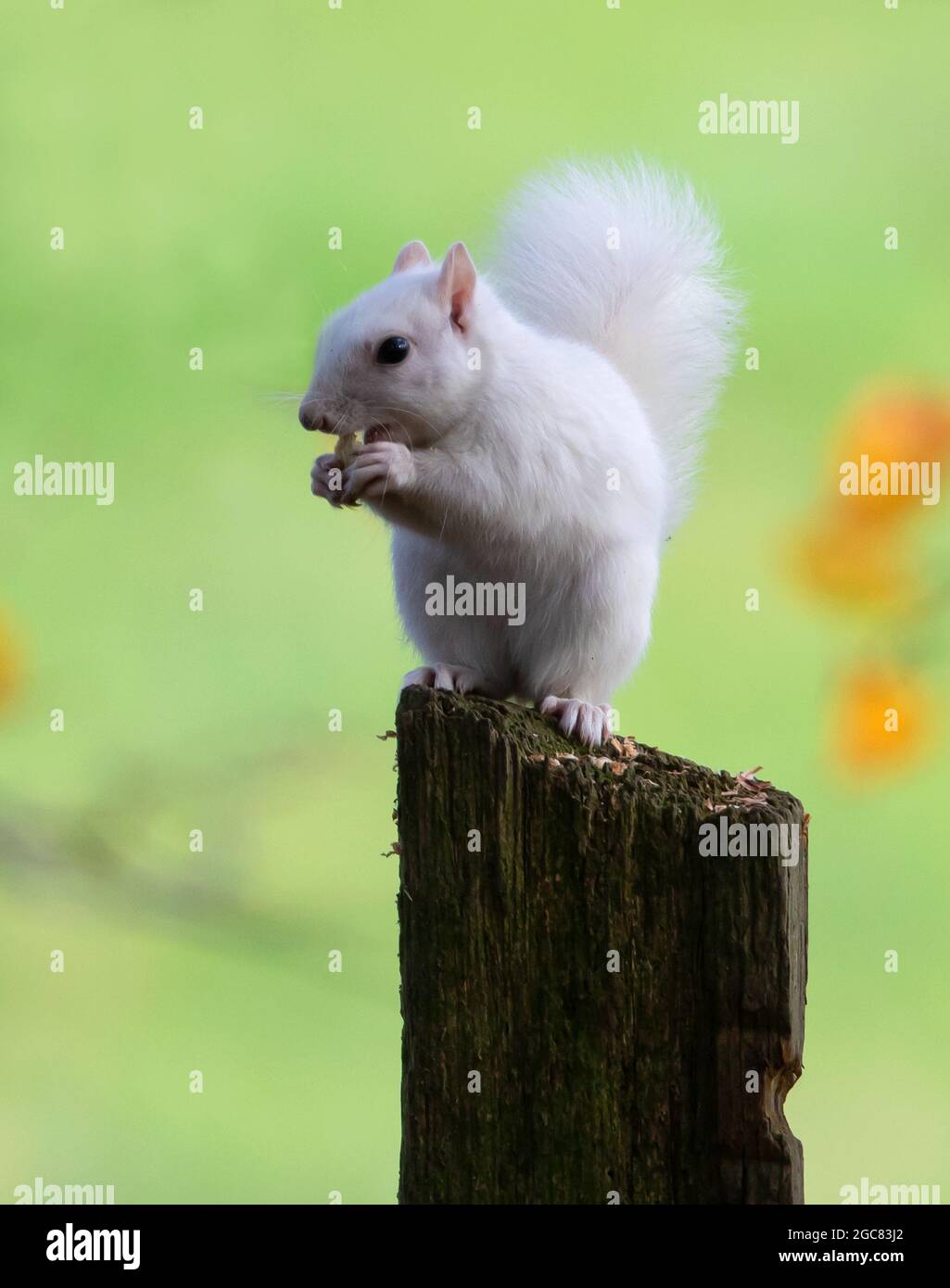 Ein weißes Eichhörnchen auf einem Pfosten Stockfoto
