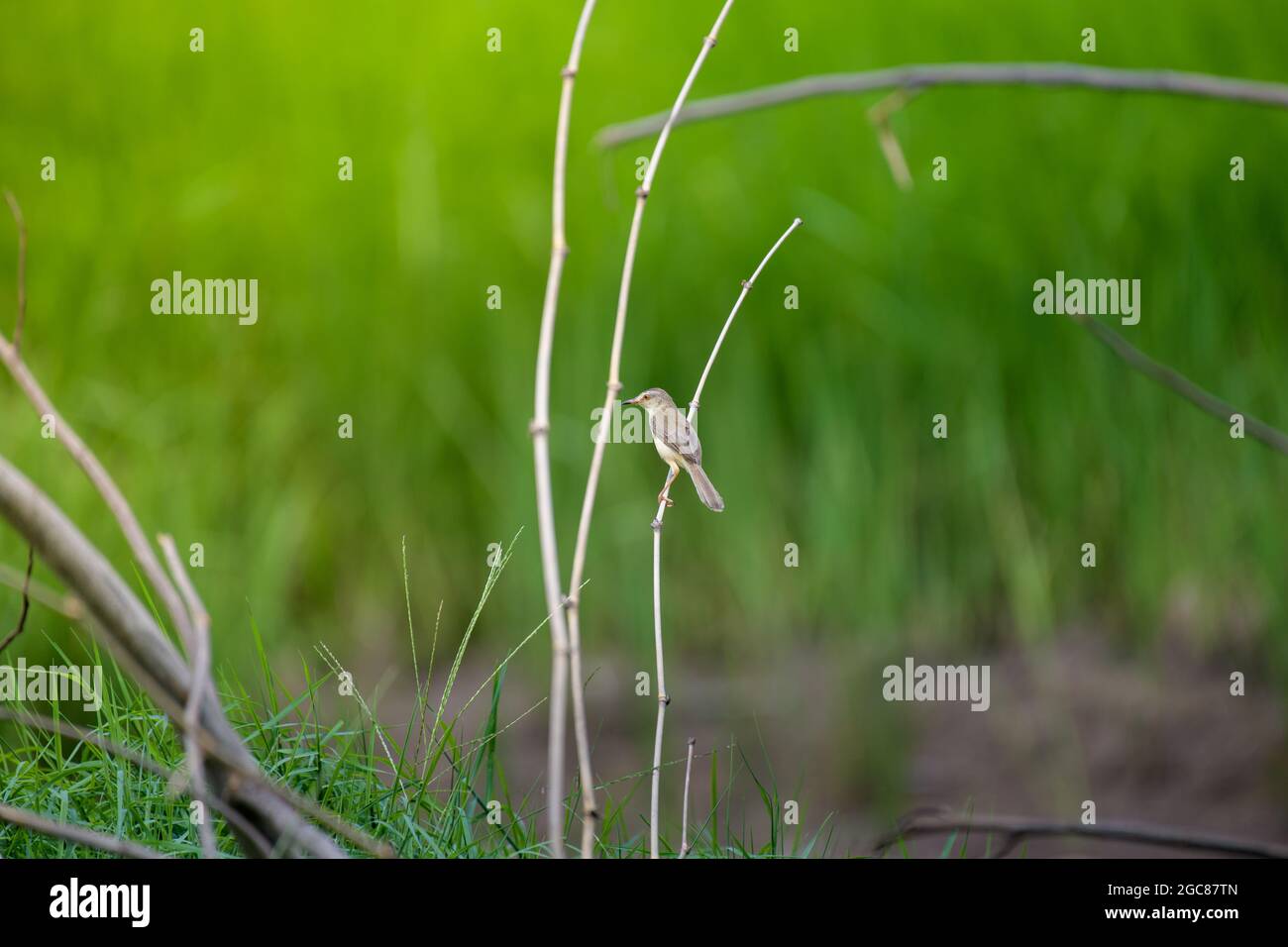 Gewöhnlicher Rückenvögel, Orthotomus sutorius, auf Ast starrend. Stockfoto