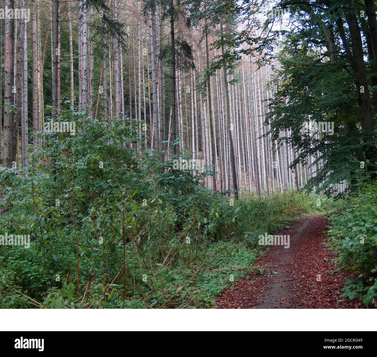 Ein Weg durch einen seltsamen Wald. Die Bäume auf der linken Seite sind sterbende Nadelbäume. Sie sind hellgrau. Neben dem Weg sind grüne Sträucher. Stockfoto