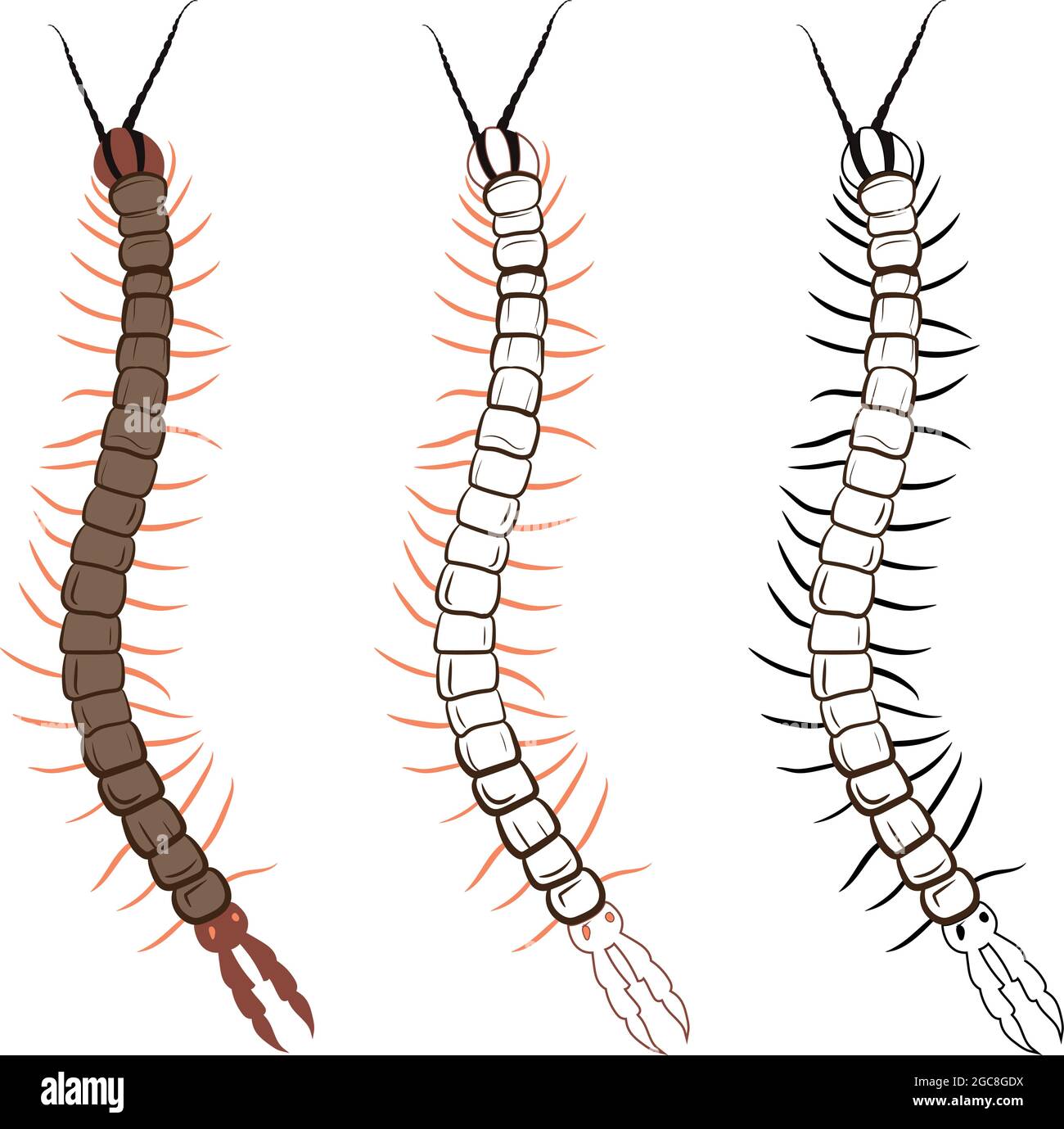 Centipede- oder Chilopoda-Vektorgrafik Füllen und Kontur isoliert auf weißem Hintergrund. Insekten Käfer Würmer Pest und Fliegen.Entomologie oder Schädlingsbekämpfung Stock Vektor