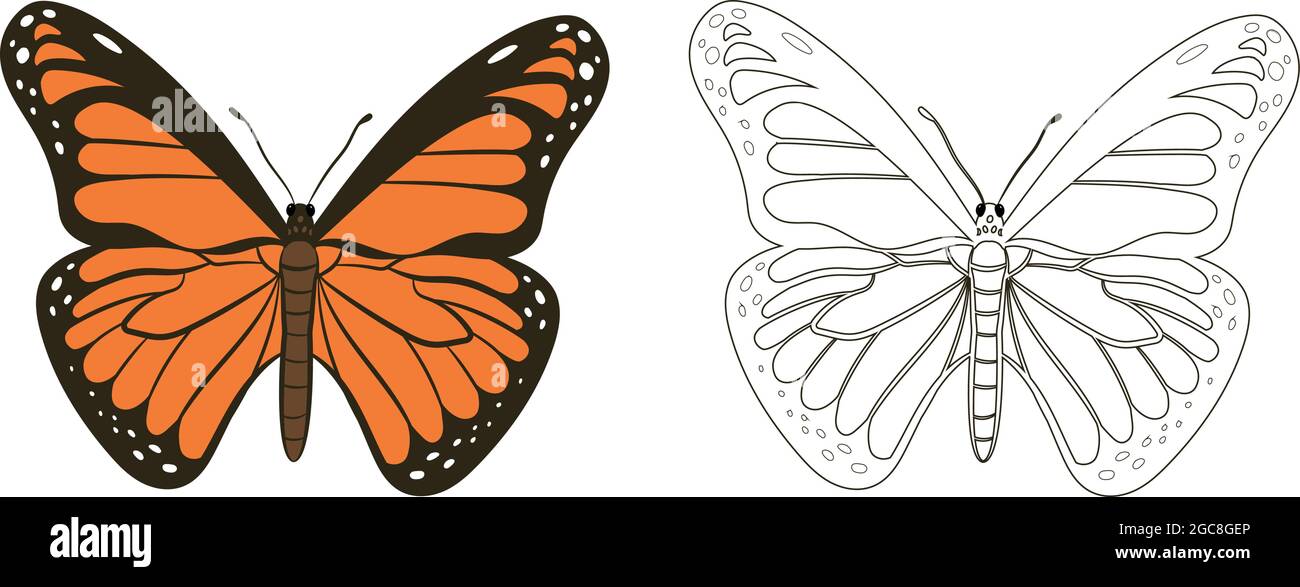 Schmetterling oder Rhopalocera Vektorgrafik Füllen und Umriss isoliert auf weißem Hintergrund. Insekten Bugs Würmer Pest und Fliegen.Entomologie oder Pest Constr Stock Vektor
