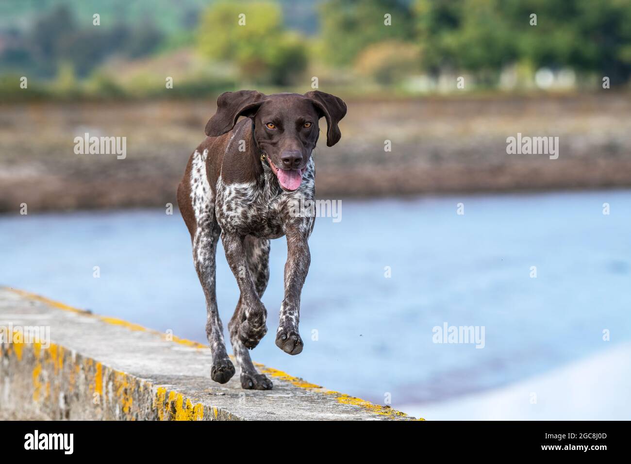 Deutscher Kurzhaarzeiger Stockfoto