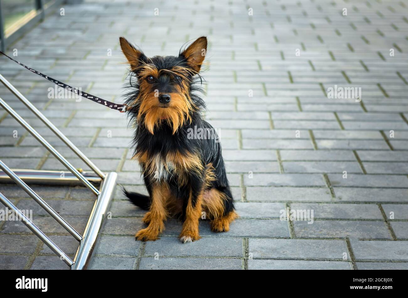 Hund. Terrier sitzt an einer Leine gebunden und wartet auf den Besitzer Stockfoto