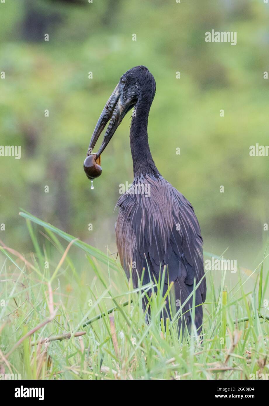 Ein afrikanischer Openbill Storch, der eine Wasserschnecke mit einem schönen Wassertropfen gefangen hat. Botswana, Afrika. Stockfoto