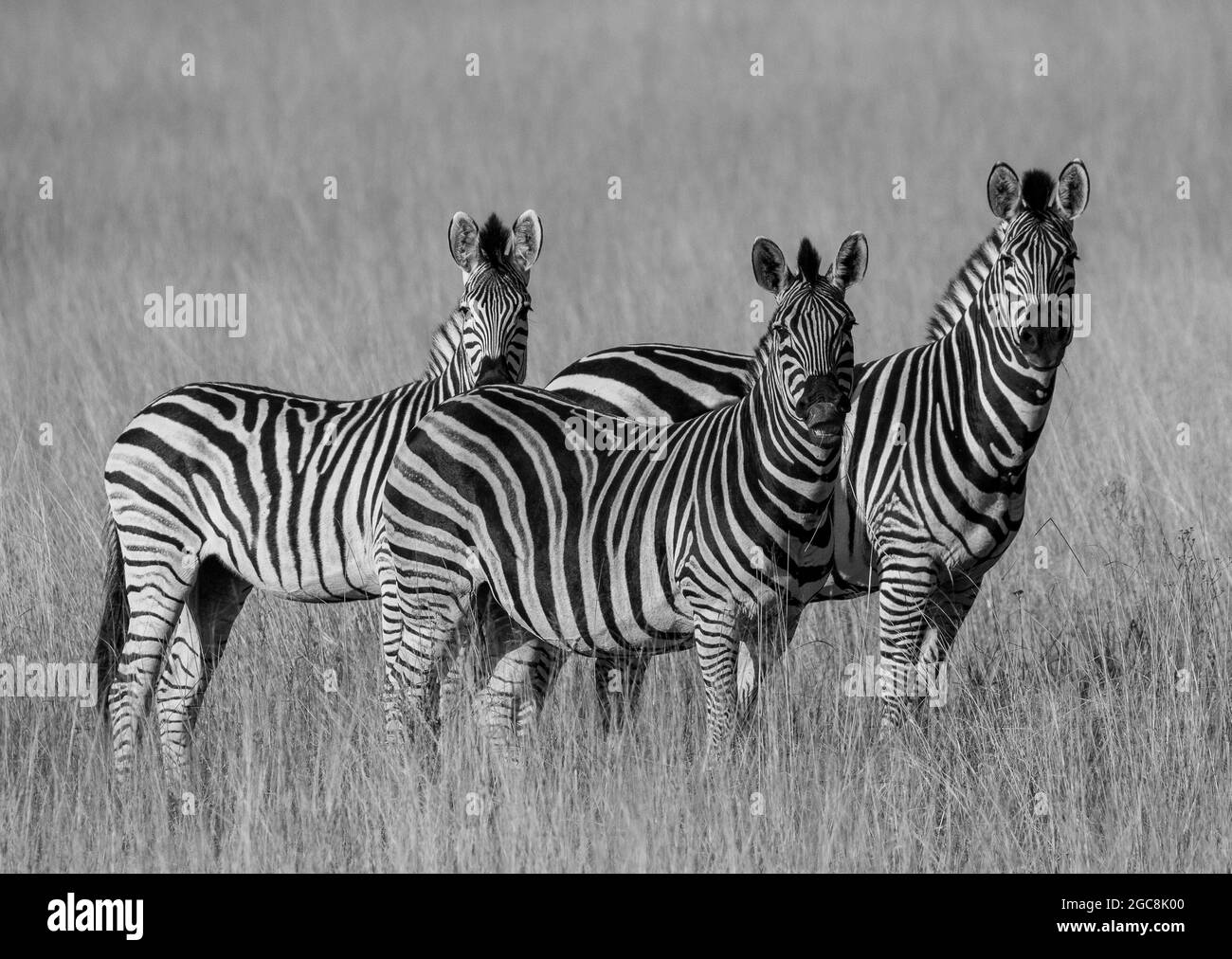 Pyjama Party - EINE Sammlung von drei gestreifigen Burchells Zebra in den Grasländern des Okavango Delta .Botswana Stockfoto