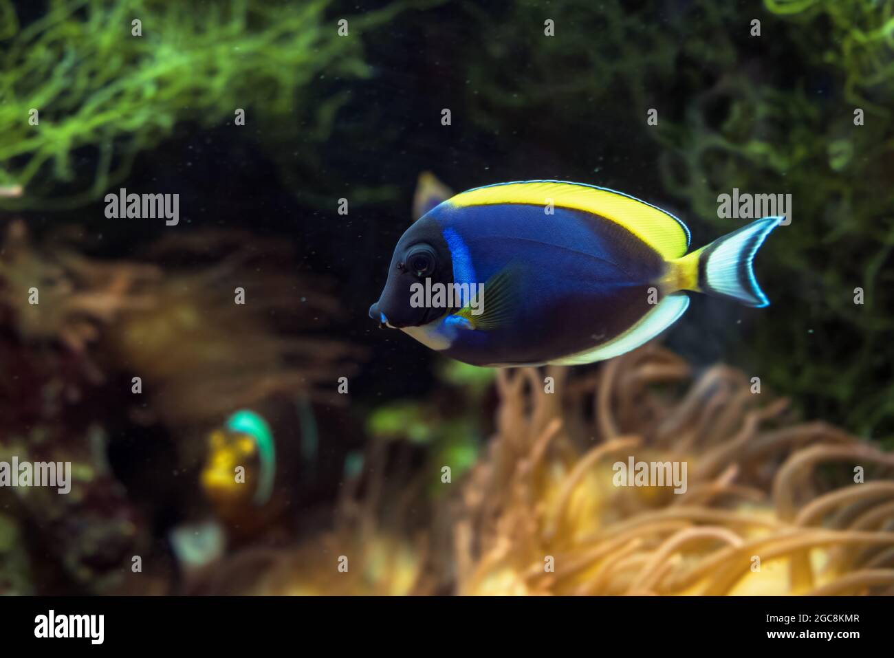 Pulverblauer tang (Acanthurus leucosternon) oder pulverblaue Surgeonfish, die unter Wasser schwimmen Stockfoto