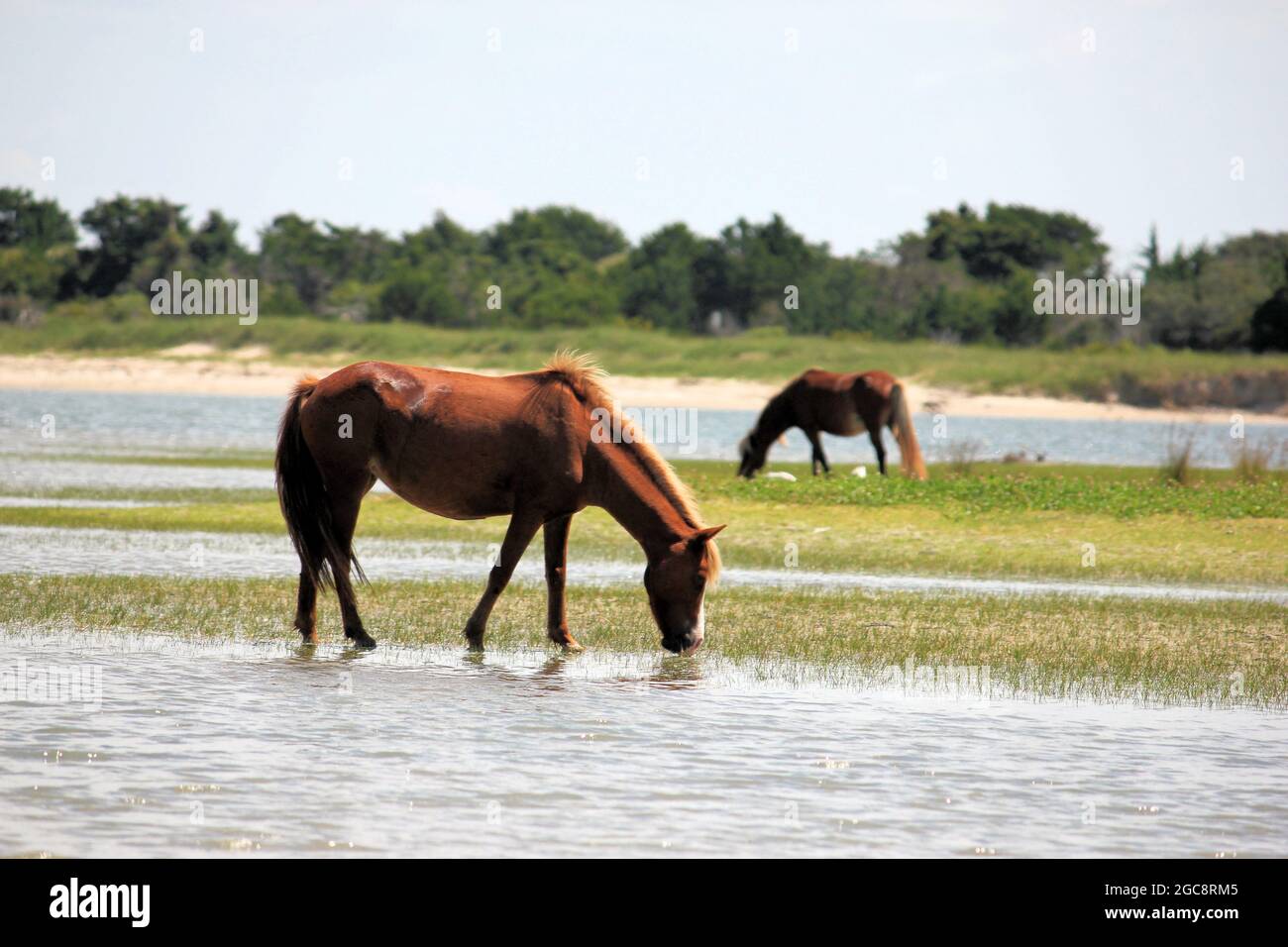 Wilde Pferde am Outer Banks, NC USA, genießen den Strand und die Sanddünen Stockfoto