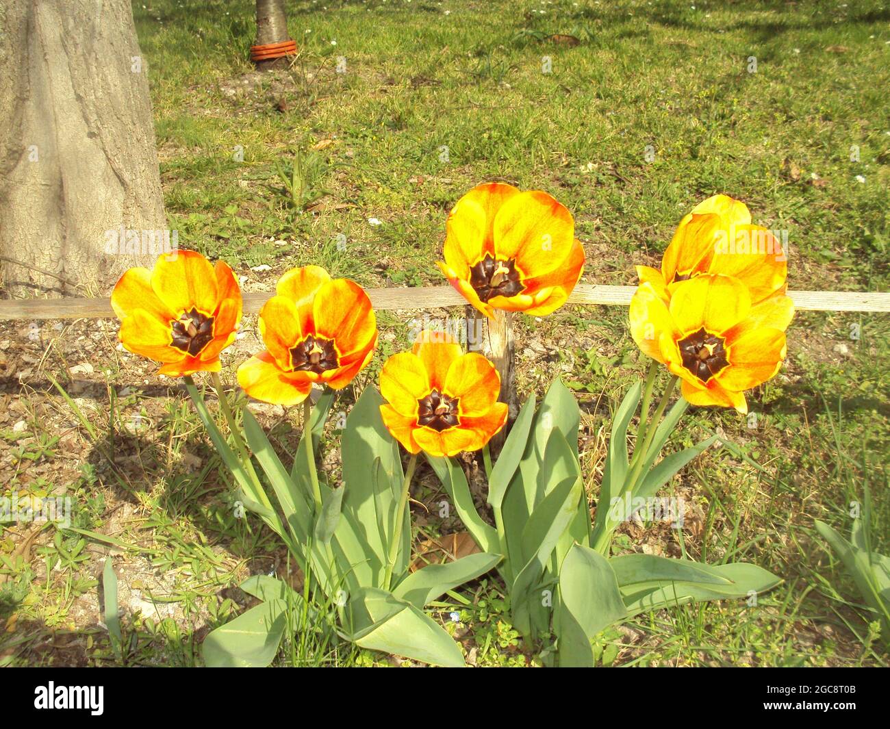 tulipani-Tulpe Stockfoto