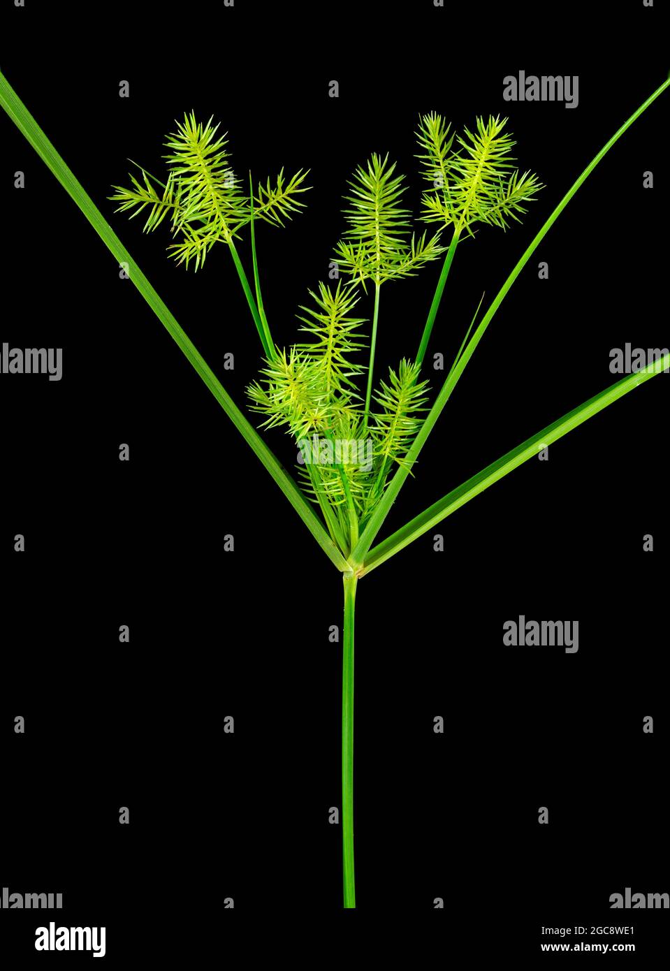 Stängel, Blätter und Blütenstände strohfarbener Flachsedge (Cypereus strigosus), eine in Nordamerika und Kuba heimische Sumpfpflanze. Stockfoto