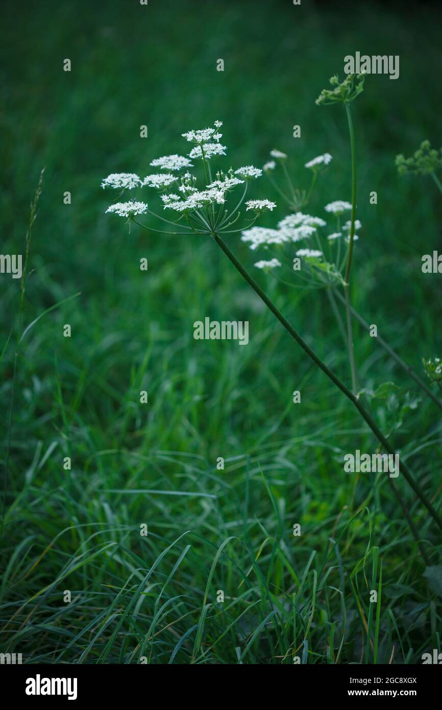 Einfache weiße Blüten der Petersilienpflanze (Aethusa cypnapium) von Fool mit üppigem grünem Grasgrund auf der sommerlichen Naturwiese in Waadt, Schweiz Stockfoto