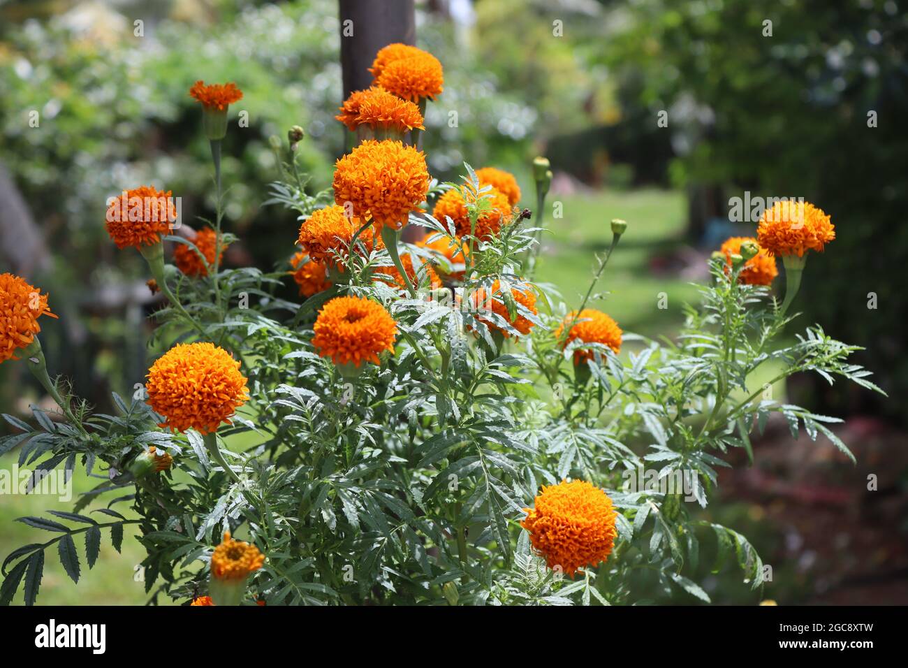 Das Blumen im heimischen Garten. Stockfoto
