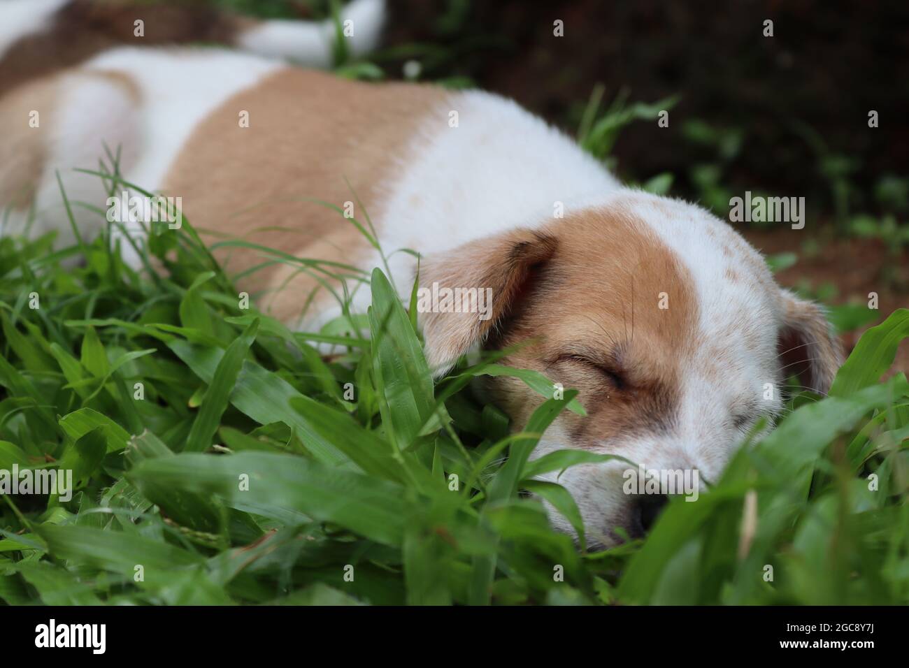Schlafender Welpe auf Gras. Stockfoto