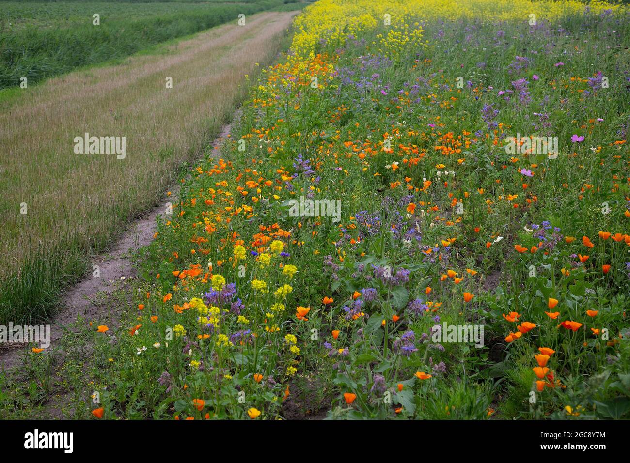 Streifen von Blumen entlang landwirtschaftlicher Parzelle Stockfoto