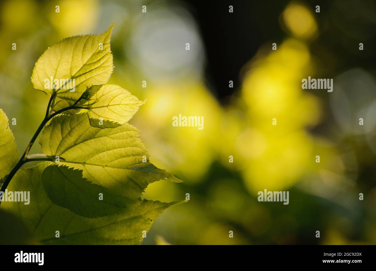 Hinterleuchtete Blätter Stockfoto