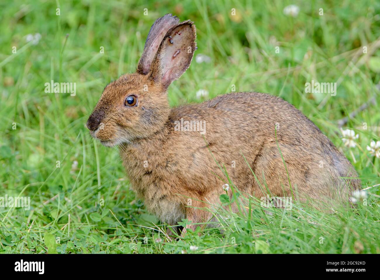 Ein braunes Kaninchen, das im grünen Gras sitzt. Eine Anzahl kleiner Zecken um das Auge und in den Ohren. Stockfoto