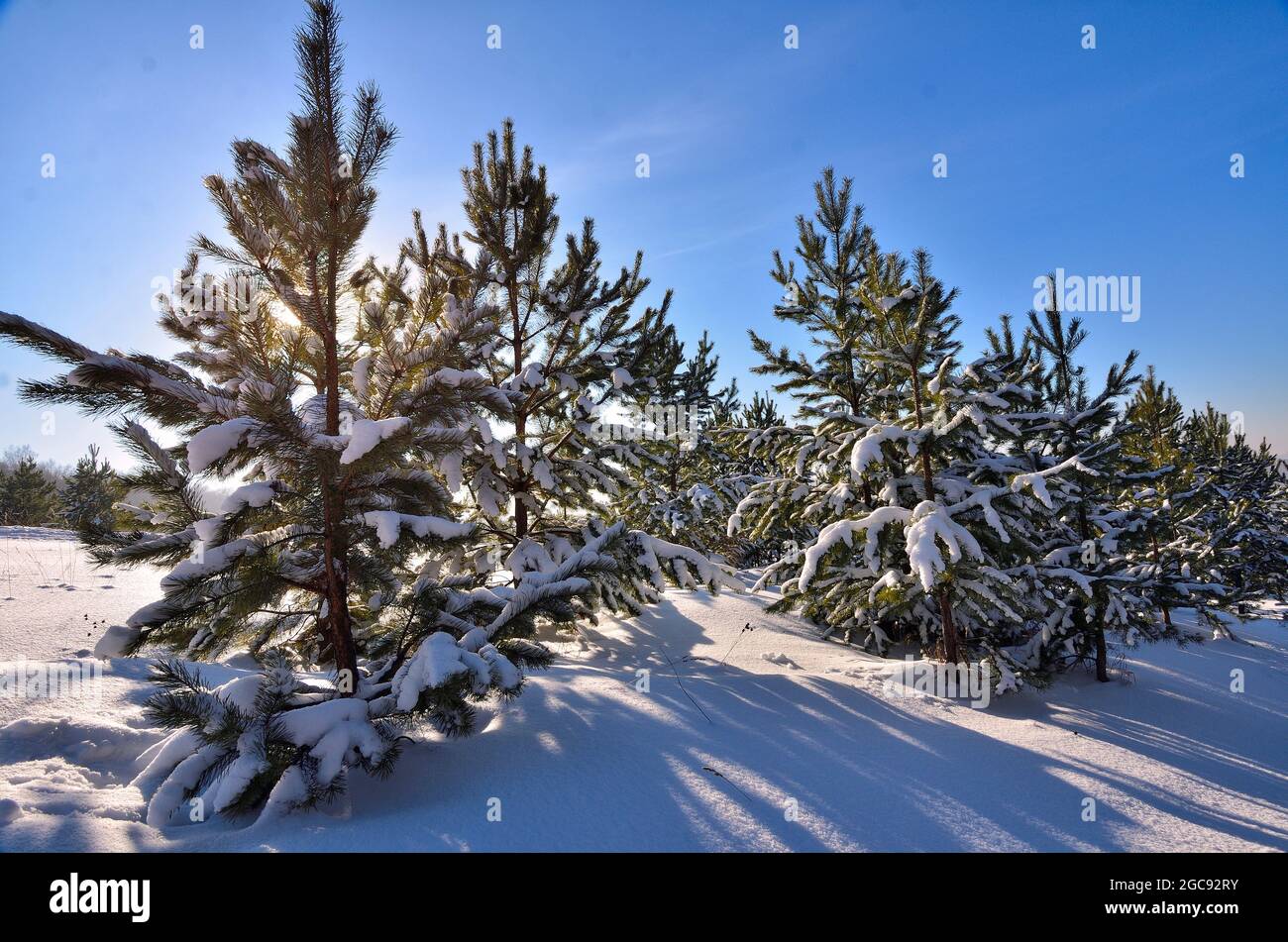Schneebedeckte Tannenbäume im Hintergrund der Winterabendsonne. Sonnenlicht und Schatten - Märchen vom winterlichen Nadelwald bei Sonnenuntergang. Verschneite Landschaft mit Stockfoto