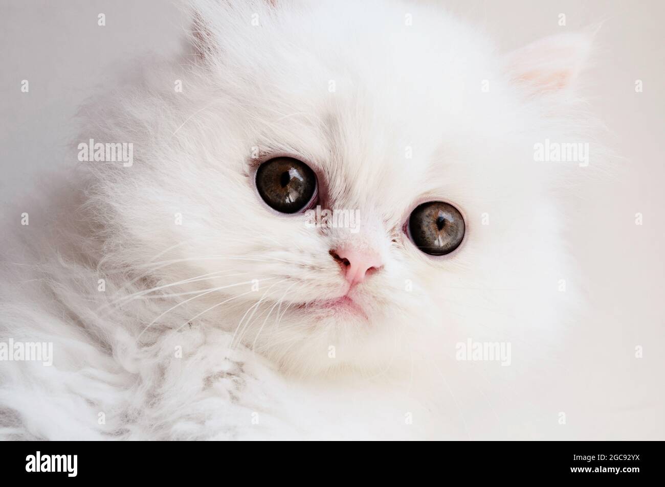 Entzückende flauschige Kätzchen Stockfoto
