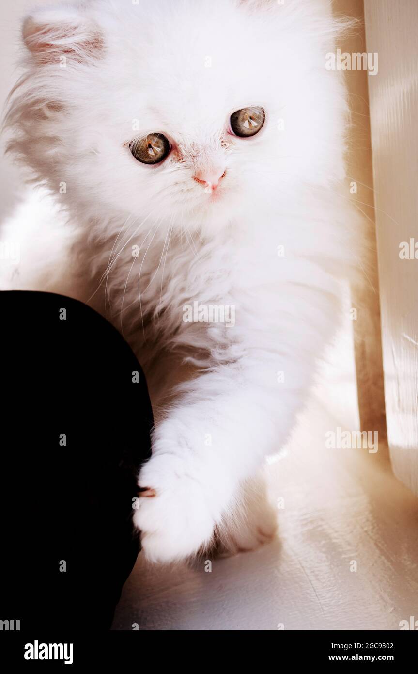 Flauschige weiße Katze Stockfoto