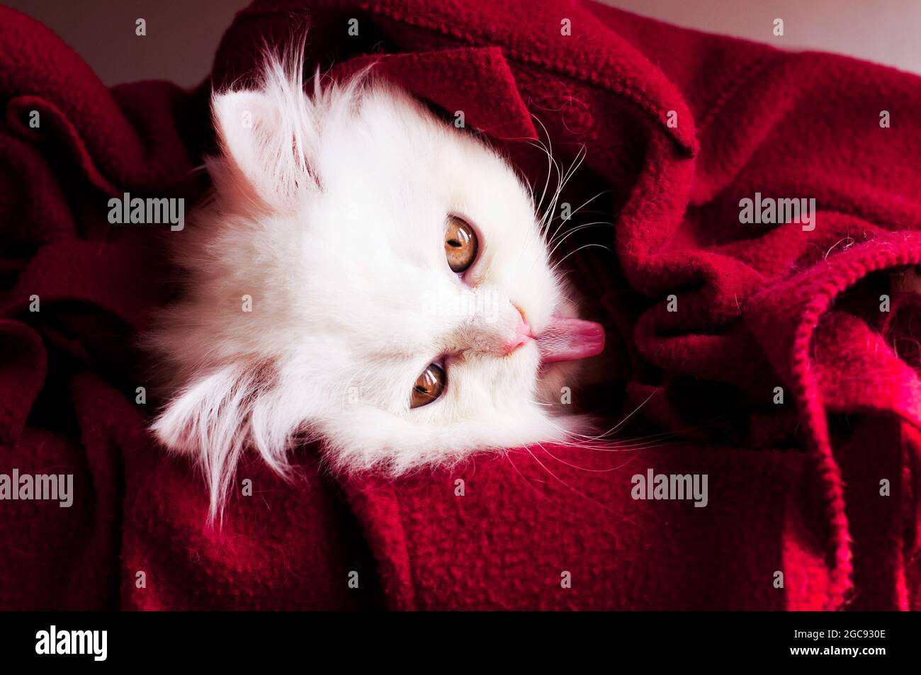 Entzückendes weißes Kätzchen, in eine Decke gewickelt, mit ausgestreckter Zunge Stockfoto