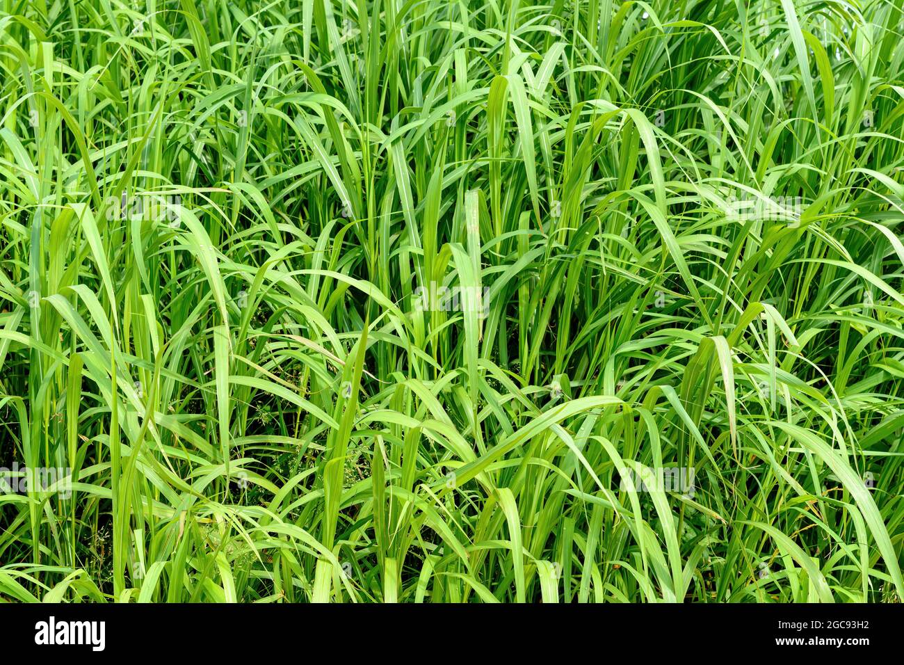 Ungeschnittener grüner Rasen für den Einsatz als Hintergrund. Nahaufnahme, gute Schärfentiefe. Stockfoto