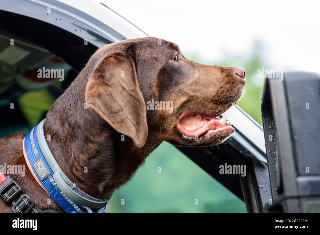 Hund genießt eine Fahrt Stockfoto